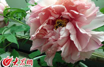 �ʝɣ�Сĵ��ӳ��a�I�D�� ��و�չ�F��������