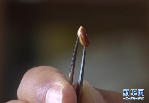 ���D�Ļ��ӣ���7�����ϸ���ؕɽ�l�F��ϡ�lΣֲ���ͩҰ����Ⱥ