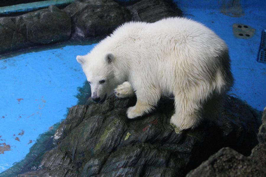 #CHINA-SHANDONG-YANTAI-POLAR BEAR CUB-PEZOO (CN)