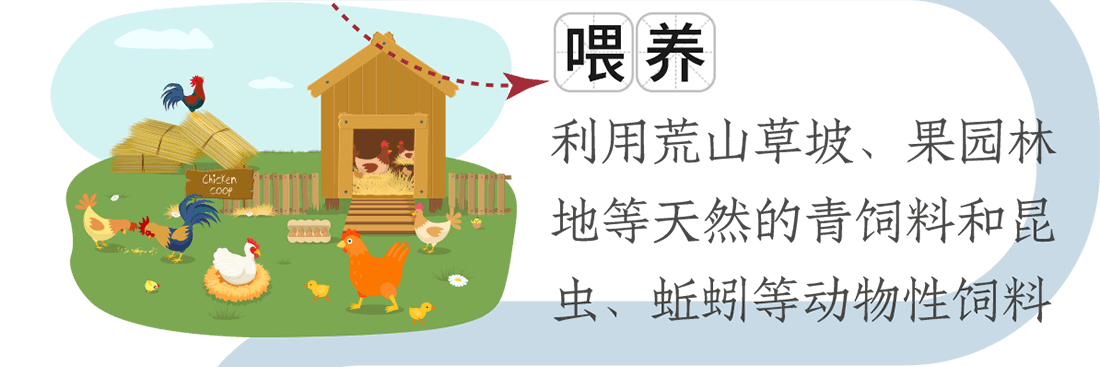 喂養(yǎng)。利用荒山草坡、果園林地等天然的青飼料和昆蟲、蚯蚓等動物性飼料