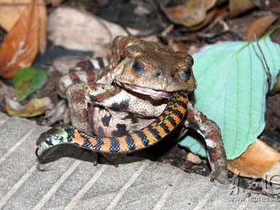 ������ߺ�Ҋ����