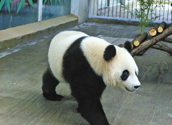 xiongma_����.png