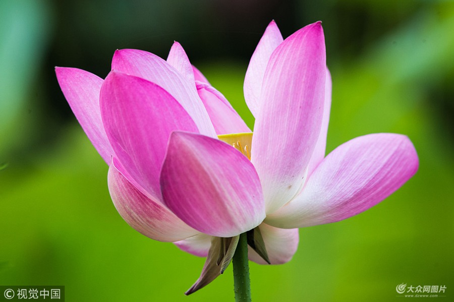 ����r����ɽ�|ʡ�H�������кɻ������@�ȵĺɻ����G�ZĿ�����ѡ��۷䡢���^�l�ȡ����`�����g�w��������һ��ɫ�ʰߔ̵����������������S��������ο�ǰ���^�p��?