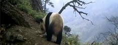 panda.jpg