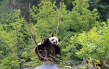 xiongmao_����.jpg